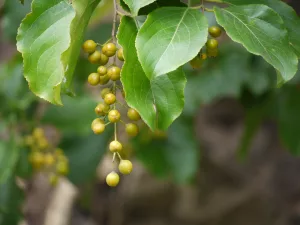 Intellect Tree: The Best To Improve Cognitive Function?
