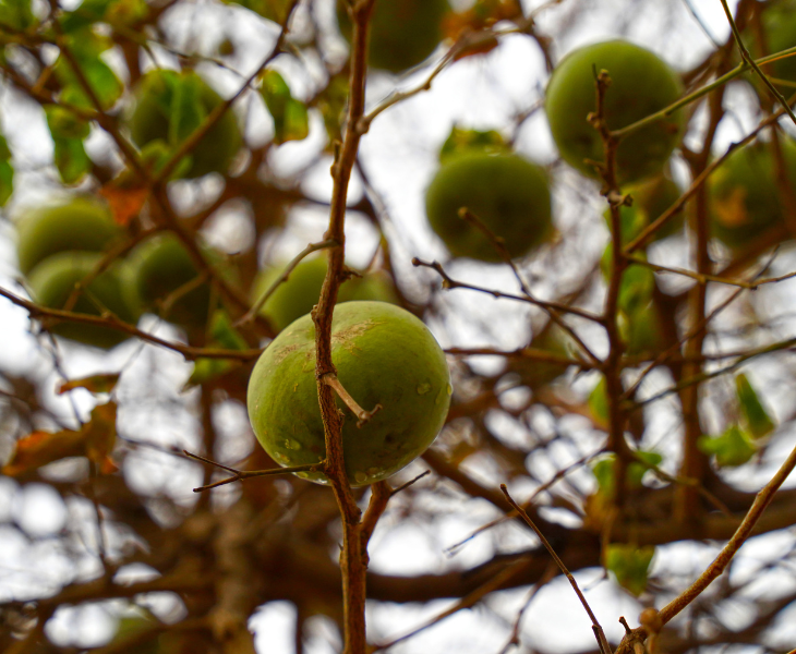 medicinal use of bael tree