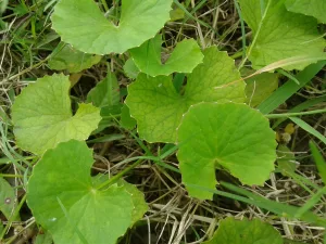 5 Amazing Medicinal Benefits of Indian Pennywort You Should Know About