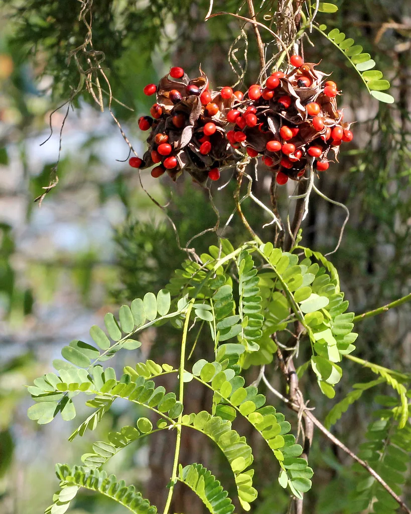 rosary peas for hair growth | Rosary Pea