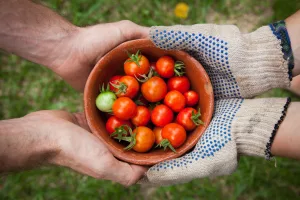 tomatoes, one of the high potassium foods