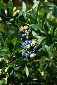 The 7 Amazing Health Benefits of Blueberries