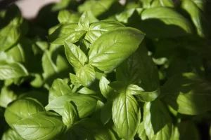 Why Is It Important To Know The Benefits Of Basil?