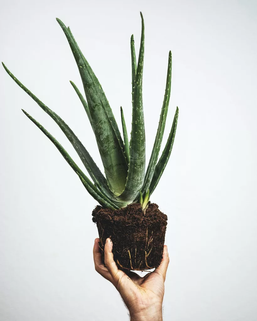 Aloe Vera for Hair Loss The PlantTube