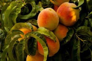 Discover the Top 10 Health Benefits of Peaches: Boost Your Well-being with this Juicy Fruit