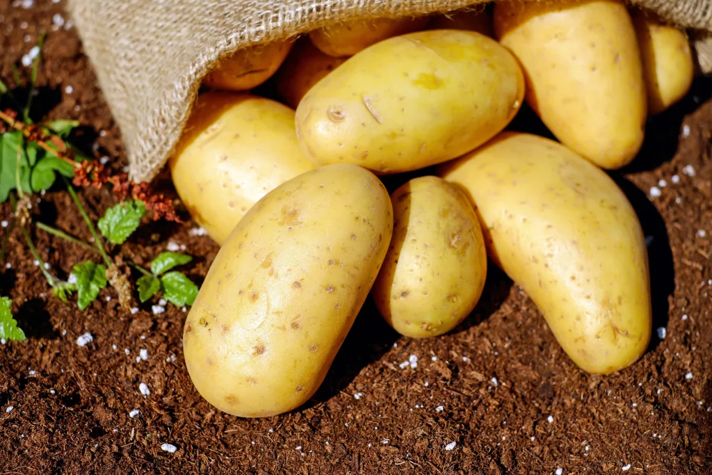 Potatoes The PlantTube