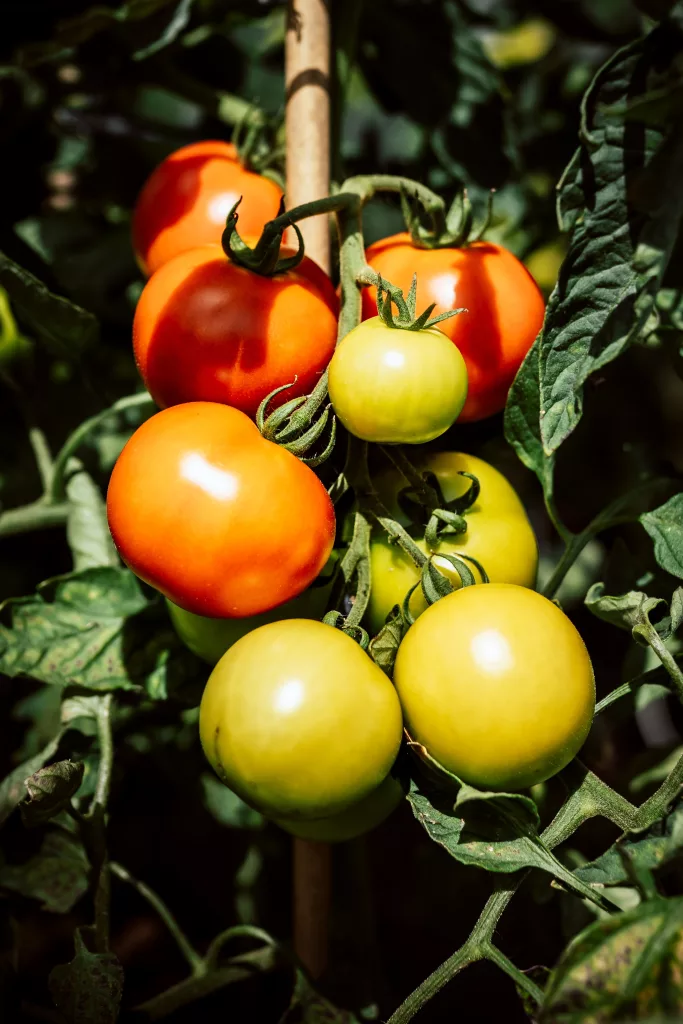 Tomatoes Potassium Rich Foods The PlantTube