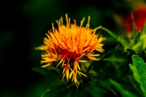 Safflower Oil: A Natural Way to Boost Your Health