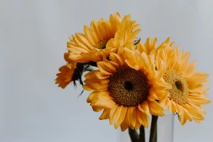 Reason Why The Health Benefits of Sunflower Oil Is Everyone's Obsession