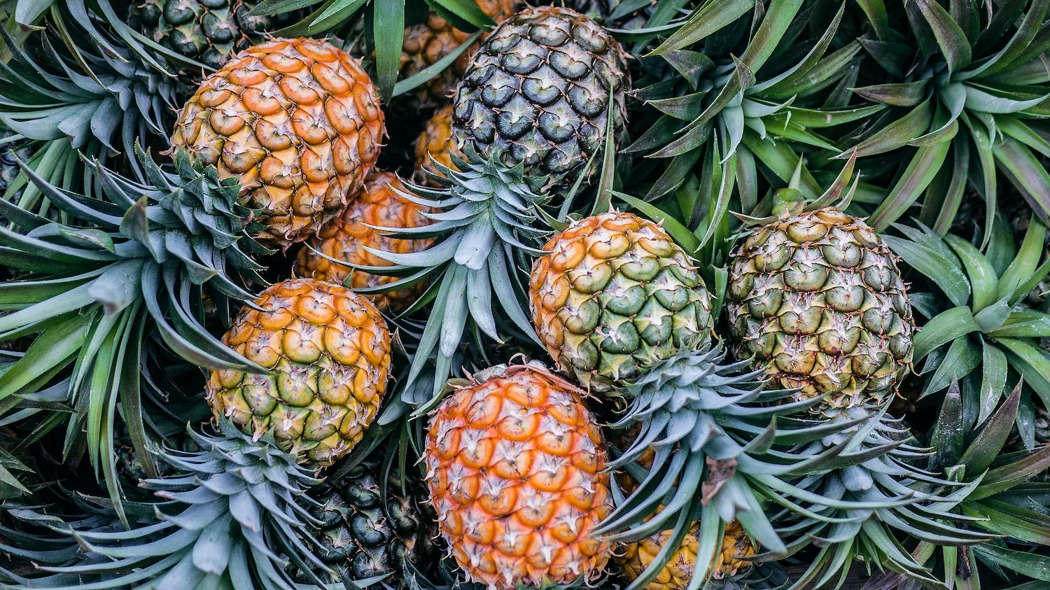 orange and green pineapple fruits, why you should eat pineapple, pineapple in your diet