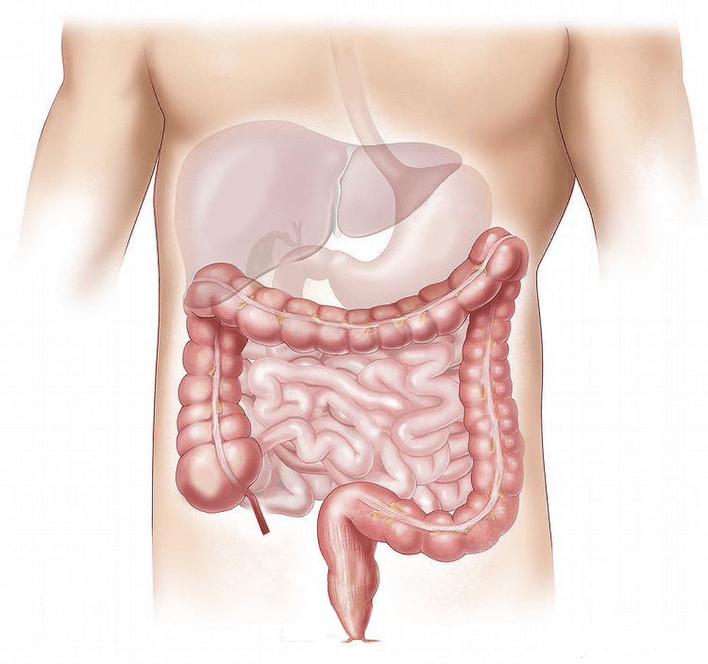 offal, marking, medical, digestive system