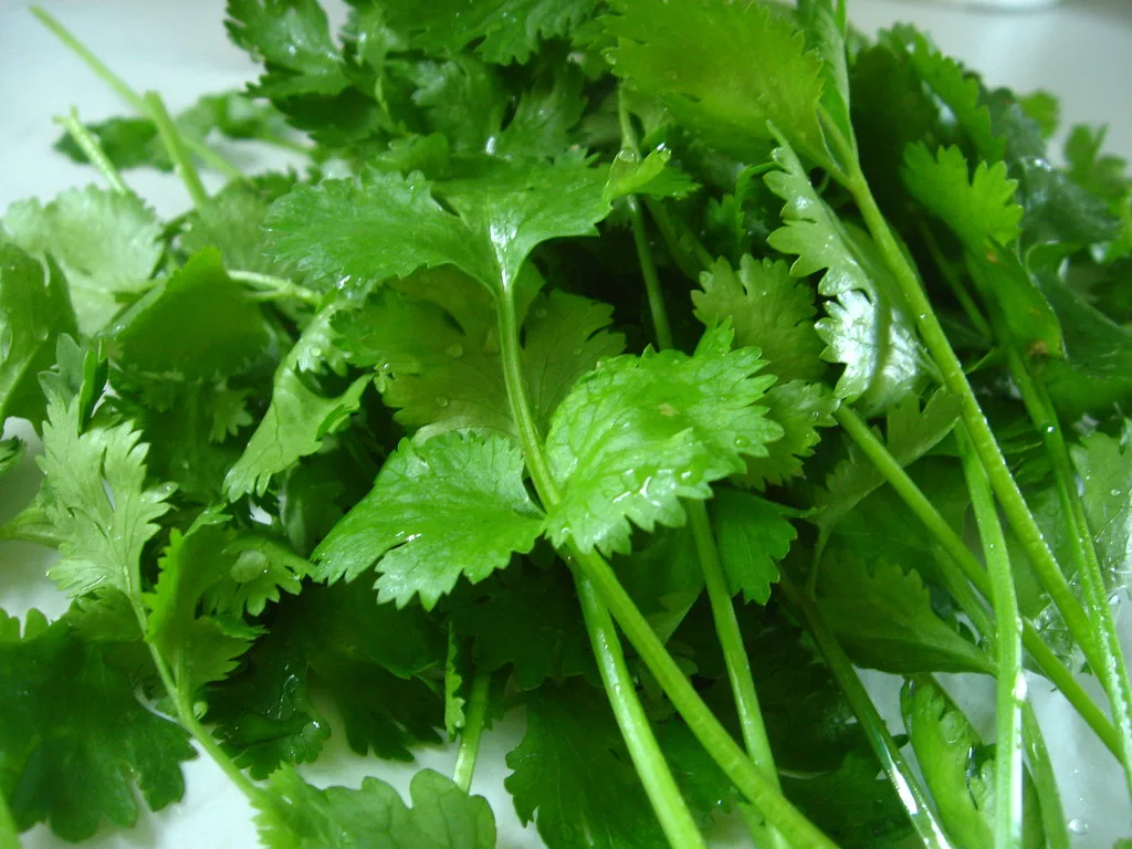 cilantro