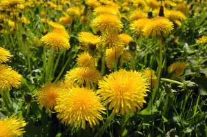 Exploring 5 Medicinal Uses of Dandelion and How to Use It