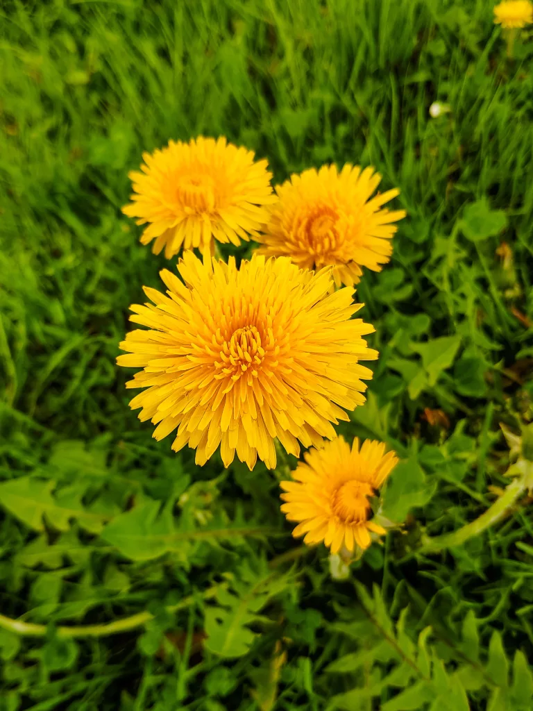 dandelion tea from dandelion, dandelion tea for gallbladder health