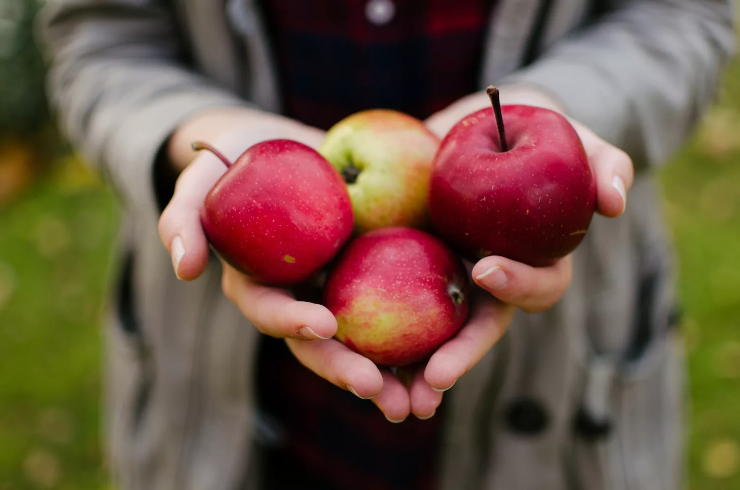 person holding four red apples, benefits of apples