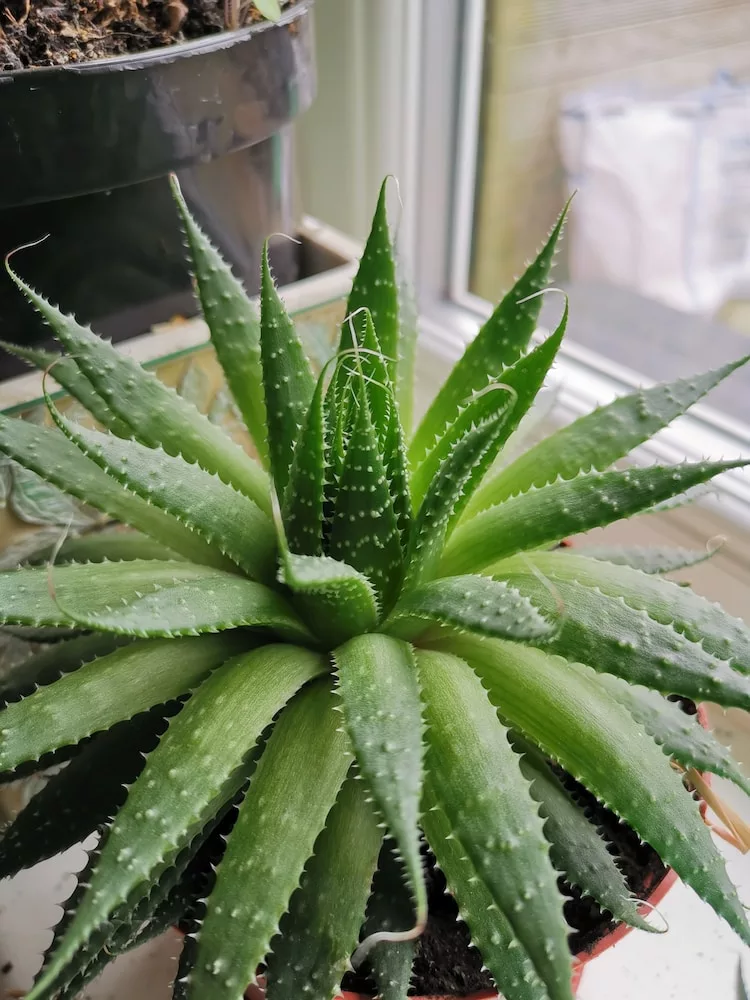 green Aloe Vera plant, aloe vera - natural remedies to relieve skin itches