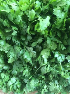 green leaves plant during daytime, culinary uses of cilantor, health benefits of cilantro
