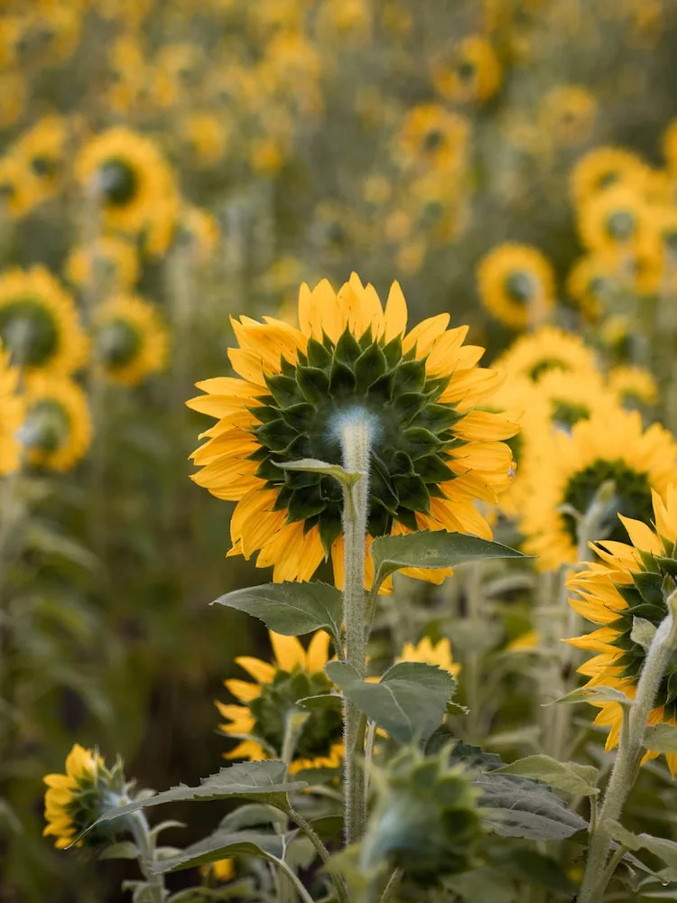 depth photography of yellow sunflower field, sunflower petals