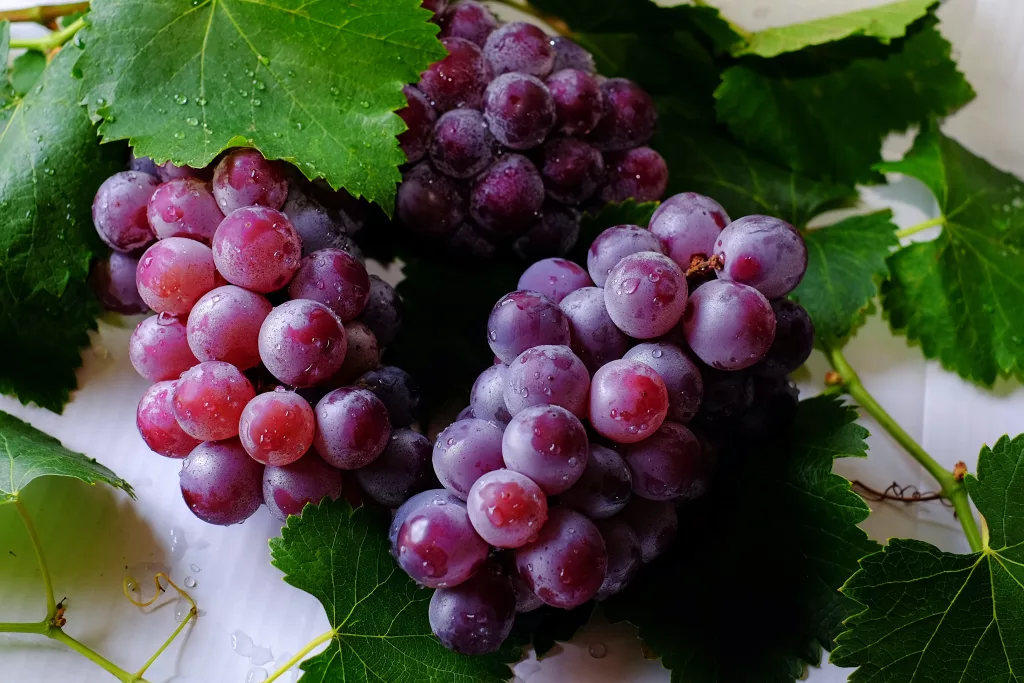 Grapes Benefits The PlantTube