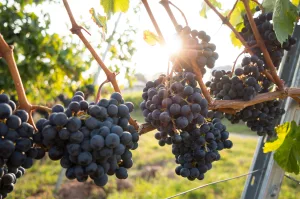 The Grapevine Secrets: Health Benefits of Grapes & Its Nutritional Value