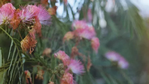 Mimosa Tree