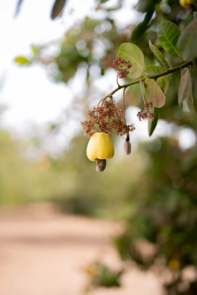 Cashews Health Benefits