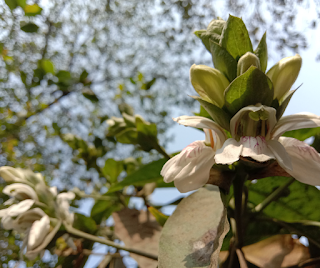 malabar nut for bronchitis treatment