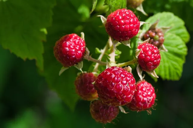 health benefits of raspberries