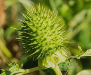 Thorn Apple Benefits: A Powerful Medicinal Herb for Health and Wellness