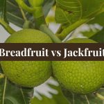 breadfruit benefits | breadfruit vs jackfruit