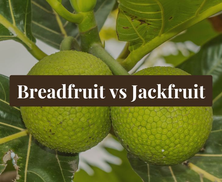 breadfruit benefits | breadfruit vs jackfruit