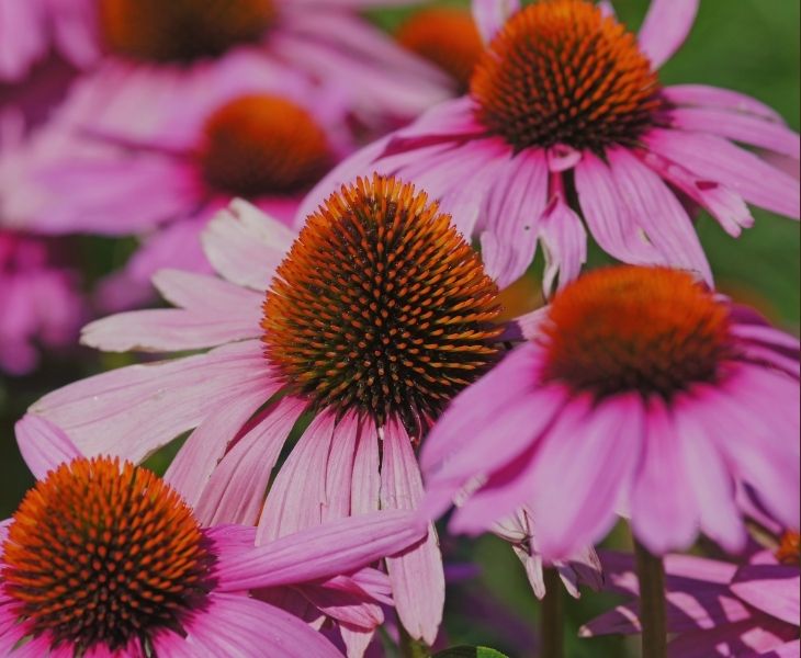 Echinacea Seeds