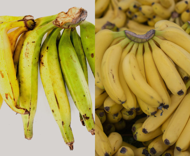 Plantain vs Banana