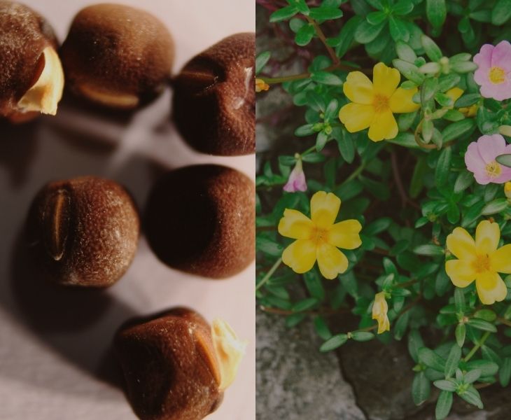 Purslane Seeds, Flowers and Plants