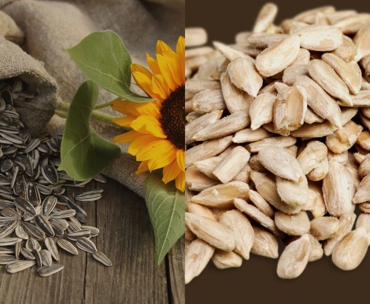 Sunflower Seeds Benefits