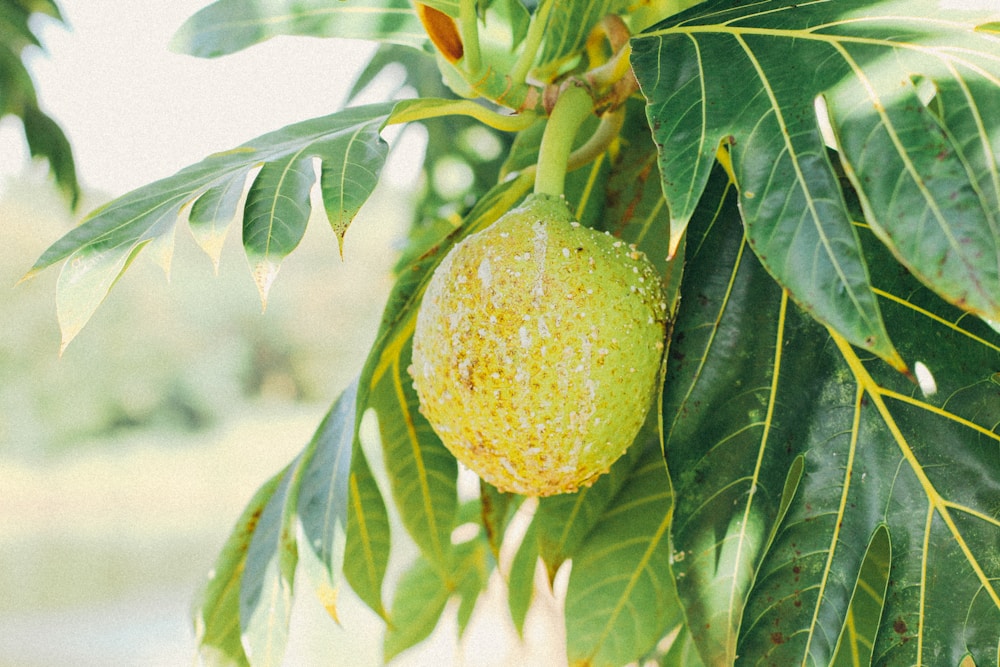 green fruit on tree during daytime | breadfruit benefits