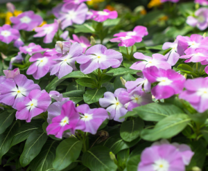 Periwinkle Medicinal Benefits: Unlocking Nature’s Powerful Healing Secrets