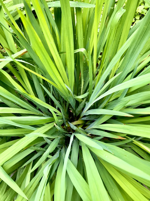 lemongrass oil | health benefits of lemongrass tea