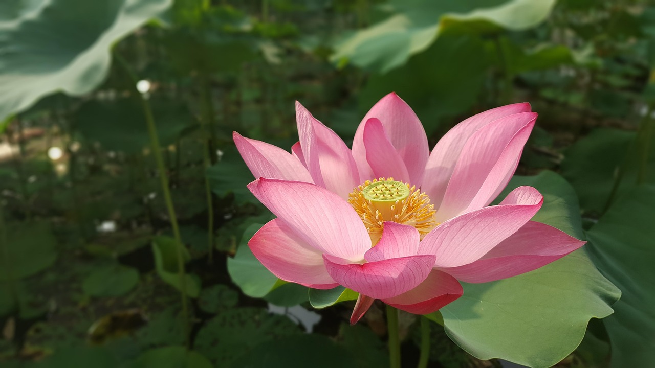 How to Get the Full Health Benefits of Sacred Lotus 5 How to Get the Full Health Benefits of Sacred Lotus