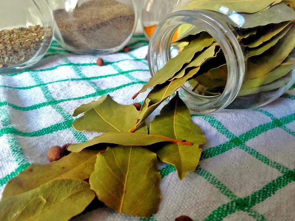Medicinal Uses of Bay Leaves: Nature’s Hidden Healing Power 1 Medicinal Uses of Bay Leaves