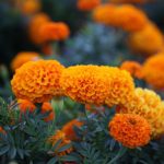 Home 14 orange flowers with green leaves