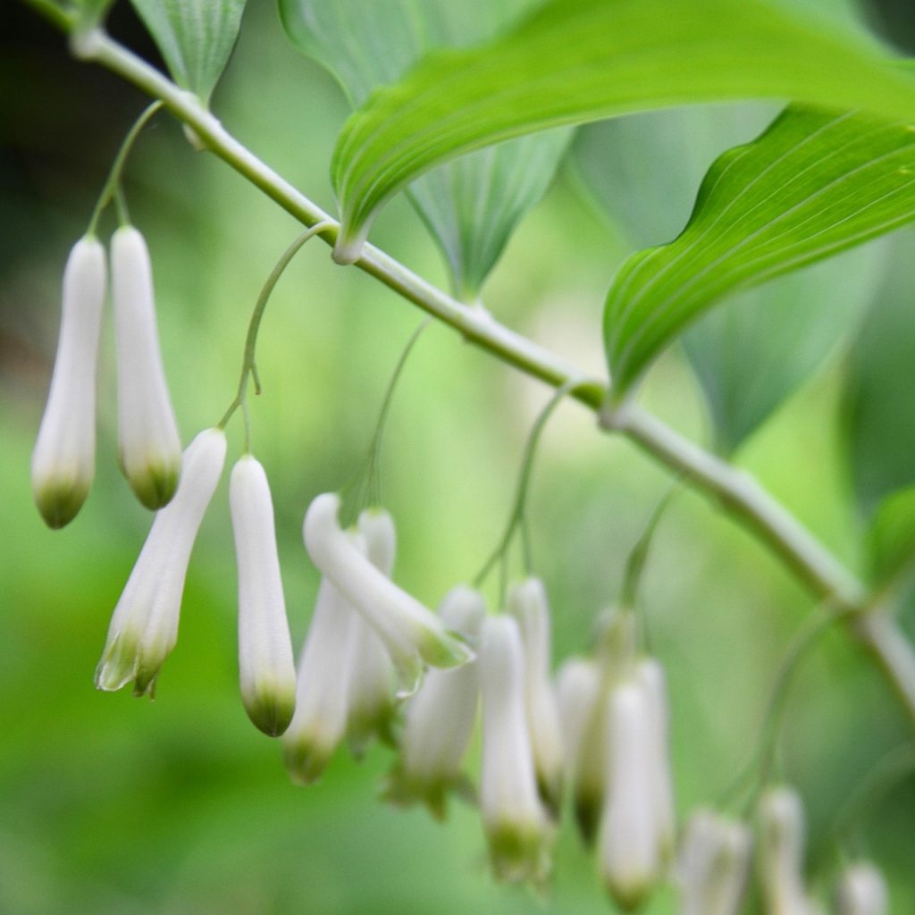 Solomon’s Seal Medicinal Uses: The Hidden Herb with Powerful Healing Properties 5 solomon's seal, blossom, nature, bloom, wildflower, close up, forest, bells
