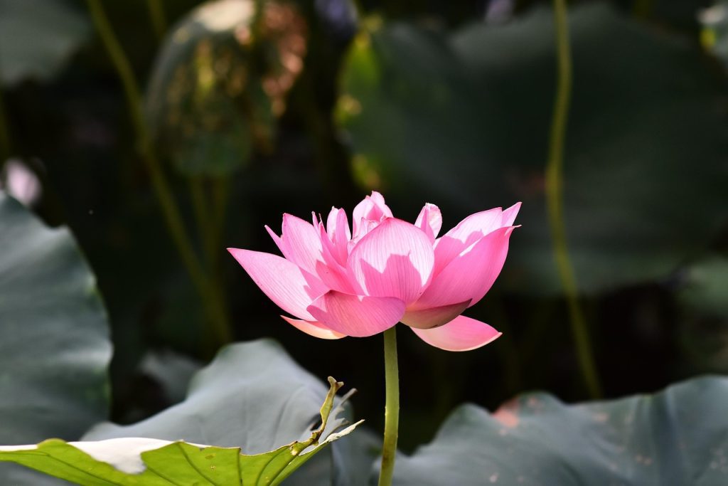 How to Get the Full Health Benefits of Sacred Lotus 5 Sacred Lotus