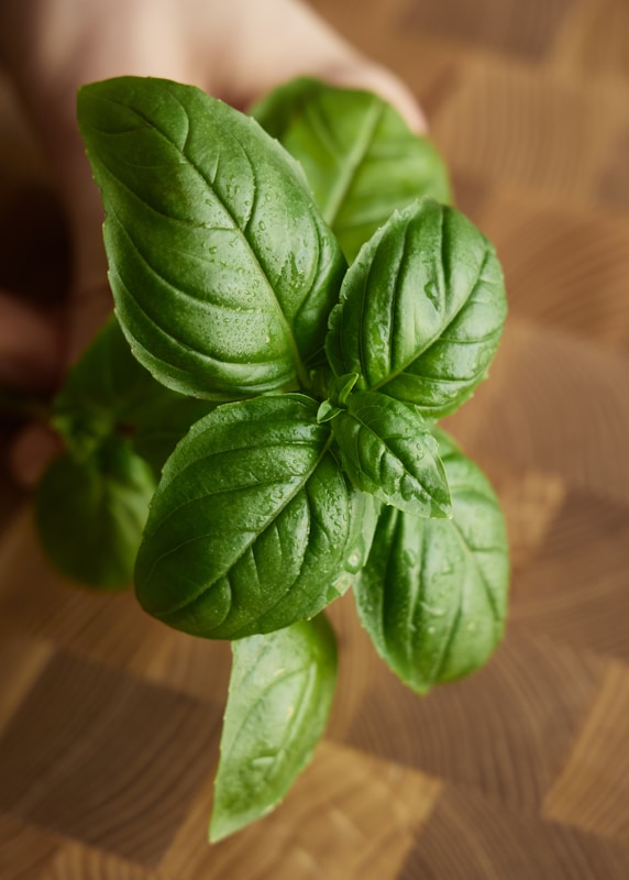 Why Sweet Basil Is a Must-Have Herb for Every Home Cook 1 Sweet Basil