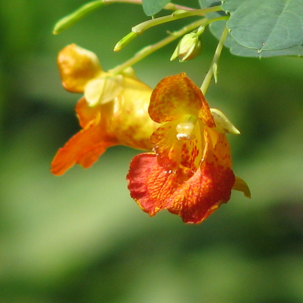 From Rashes to Burns: Medicinal Uses of Jewelweed You’ll Love 1 Medicinal Uses of Jewelweed