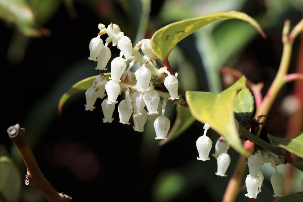 Solomon’s Seal Medicinal Uses: The Hidden Herb with Powerful Healing Properties 1 Solomon’s Seal Medicinal Uses