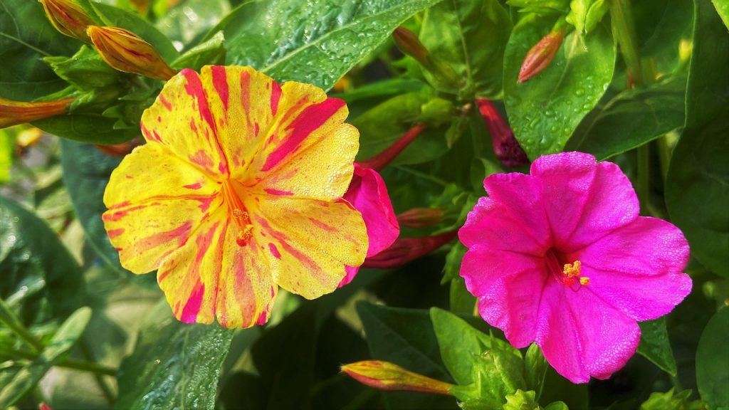 Discover the Hidden Wonders of the Four O'Clock Plant: A Colorful Healer in Your Garden 5 Mirabilis jalapa