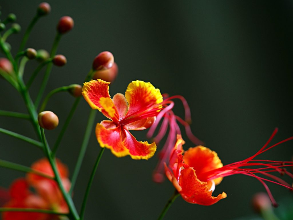 Peacock Flower Benefits You Didn’t Know: A Natural Remedy Guide 6 Traditional Uses of Peacock Flower