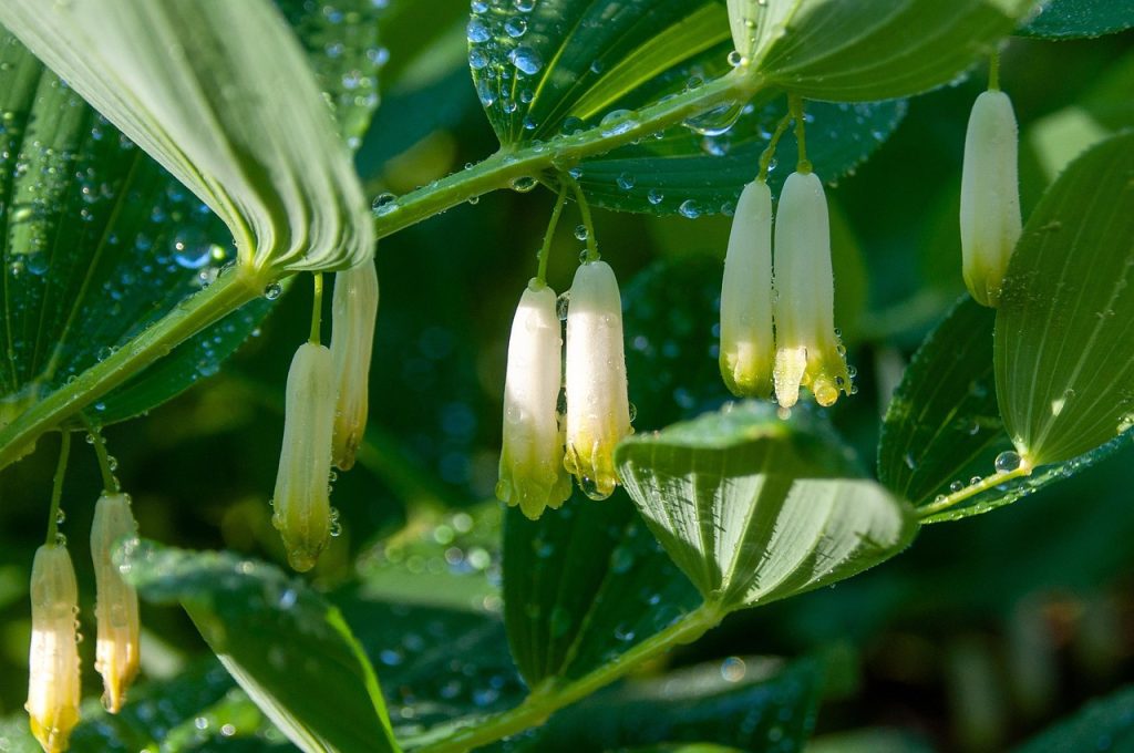flower, plant, beautiful flowers, petals, flower wallpaper, blossom, bloom, flora, garden, nature, close up, flower background, genuine solomon's seal