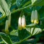 flower, plant, beautiful flowers, petals, flower wallpaper, blossom, bloom, flora, garden, nature, close up, flower background, genuine solomon's seal